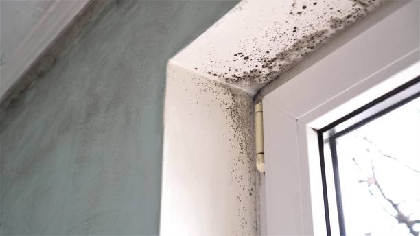 Best Mold Testing  in Seven Corners, VA