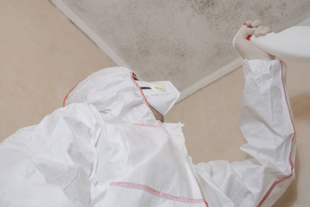 Best Commercial Mold Removal  in Seven Corners, VA