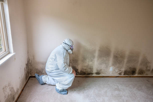 Best Commercial Mold Removal  in Seven Corners, VA
