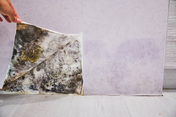 Best Attic Mold Removal  in Seven Corners, VA